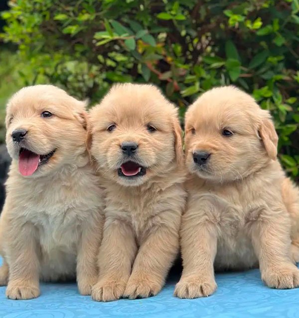 Hembra Golden Retriever
