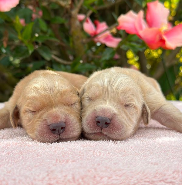 Cachorro Golden Retriever esperando por su familia